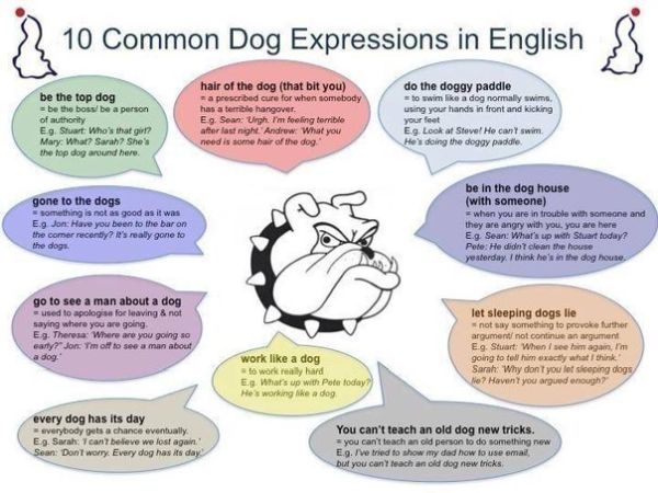 dog expressions   idiomy so slovom dog96 Dog expressions — ідіоми зі словом dog