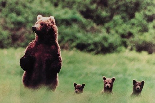 Фразові дієслова з BEAR frazovye glagoly s bear17 Фразові дієслова з BEAR