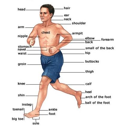 parts of body   chasti tela39 Parts of body — частини тіла