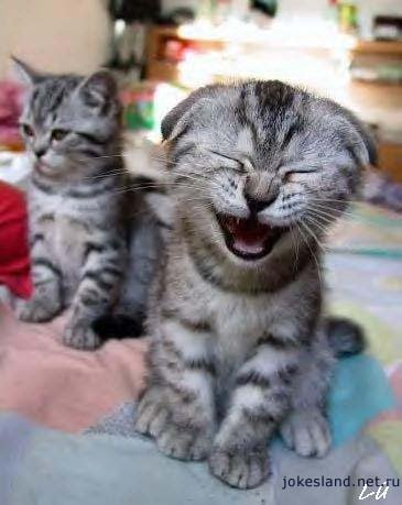 contagious laughter   laughing kitten      learn english   uchim anglijjskijj samostoyatelno doma, bystro i besplatno Contagious laughter   Laughing Kitten!!!   LEARN ENGLISH   Вчимо англійську самостійно вдома, швидко і безкоштовно