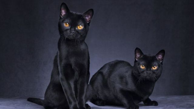 Audio story: The Two Witch Cats audio story: the two witch cats7 Audio story: The Two Witch Cats